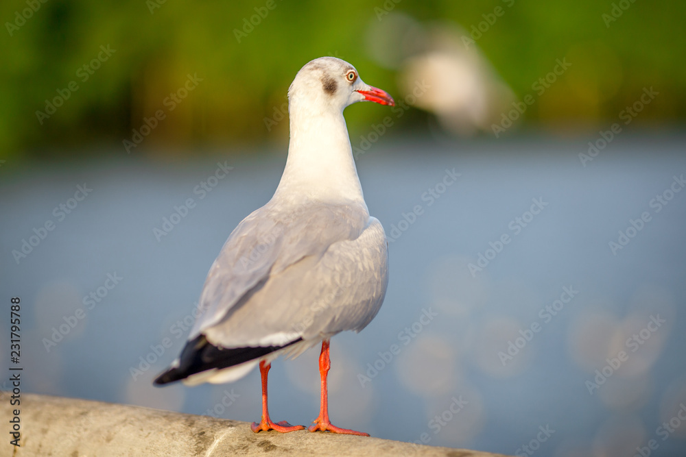 Fototapeta premium Seagull is a type of seabird, a medium to large bird. Gray or white hair Some species have black spots on the head or wings, mouths are thick and the feet are large