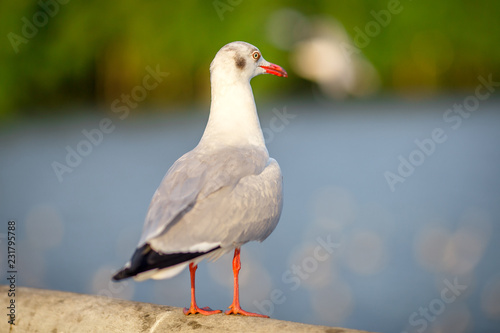 Seagull is a type of seabird, a medium to large bird. Gray or white hair Some species have black spots on the head or wings, mouths are thick and the feet are large © bangprik