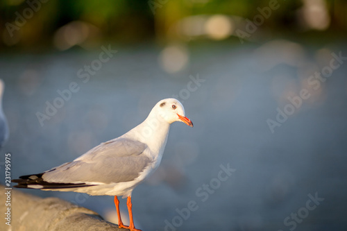 Seagull is a type of seabird, a medium to large bird. Gray or white hair Some species have black spots on the head or wings, mouths are thick and the feet are large. The birds are behaving in a large © bangprik