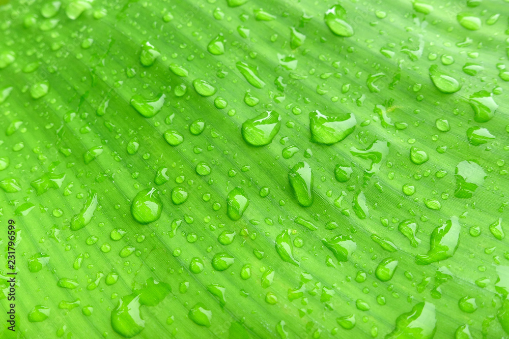 water drops on green banana leaf