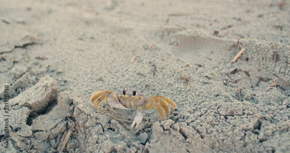 Sand Crab on the Beach Walks and Then Looks at Camera Sand Crab on the Beach Walks and Then Looks at Camera