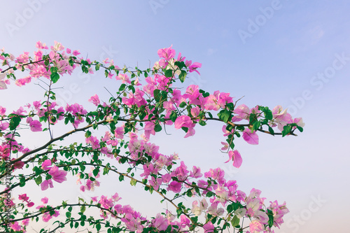 pink flower on branch, sky background © pernsanitfoto