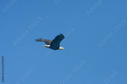 Bald eagle flying through the air