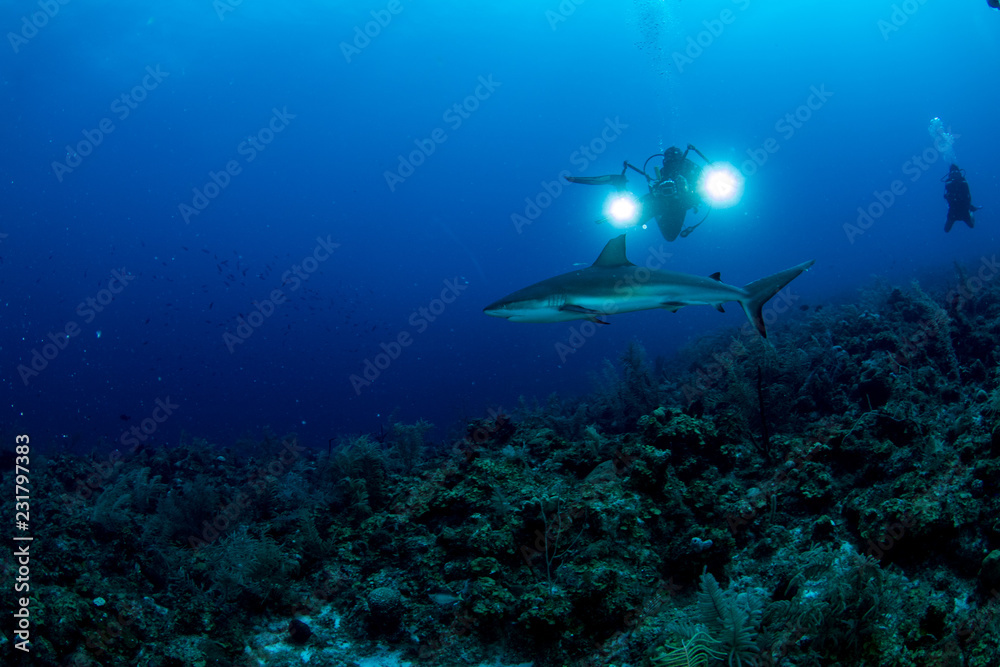 Fototapeta premium Providence Island