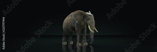 huge elephant in dark background. 3d rendering