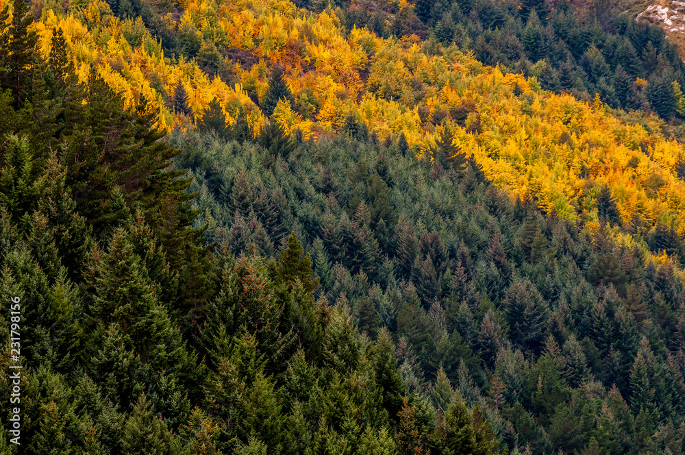Fototapeta premium yellow trees in the forest