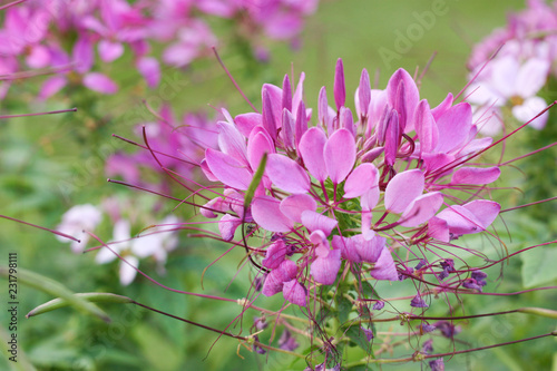 a pink flower and blur background marco view