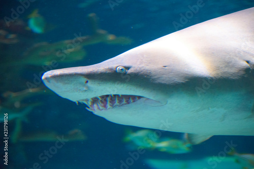 Shark face with teeth