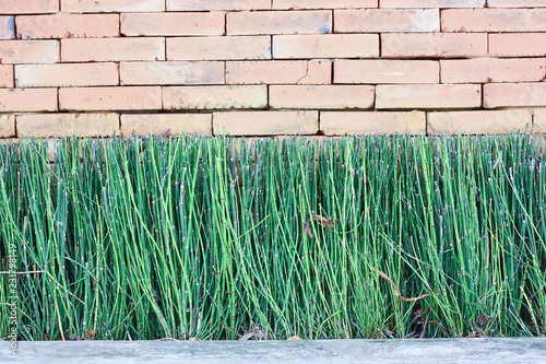green plant feel fresh in brick wall