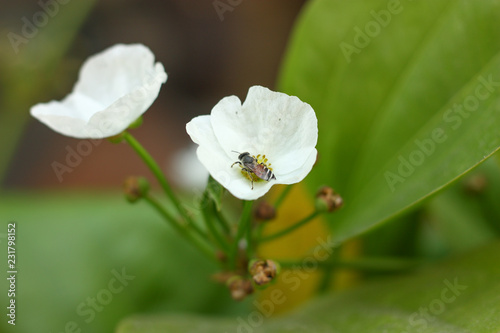 a flower and blur background