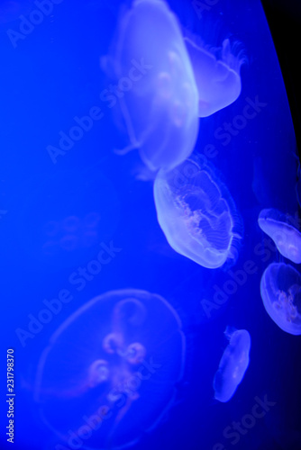 Jellyfish in aquarium