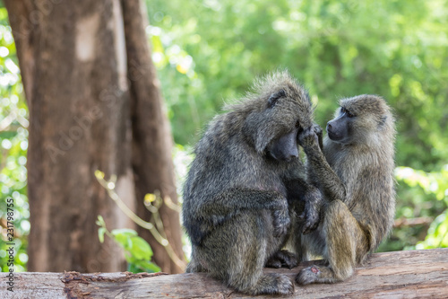 baboons grooming © Christian