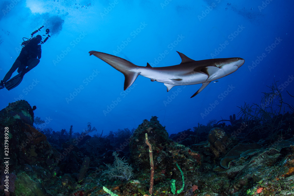 Shark Shark