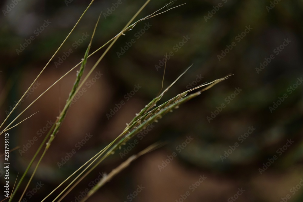 dry grass dry grass