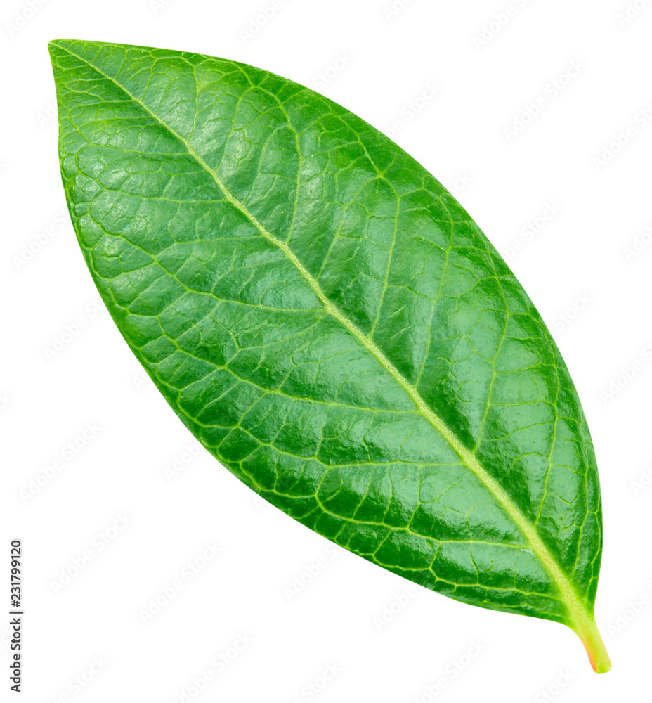 Obraz premium Blueberry leaves Clipping Path