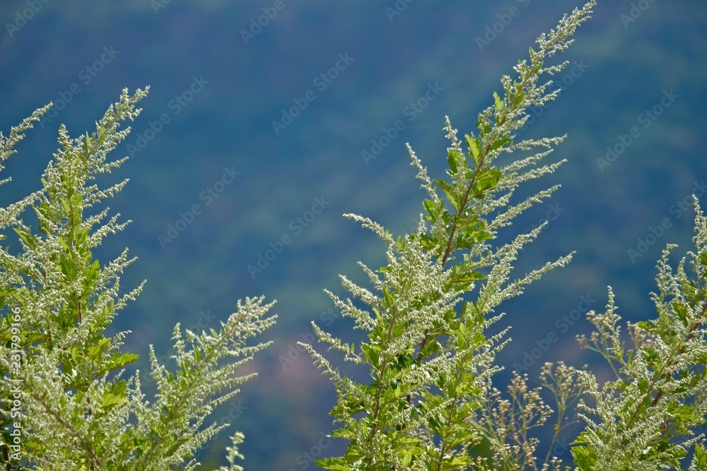 dry grass dry grass
