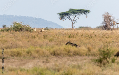 cheetahs hunting