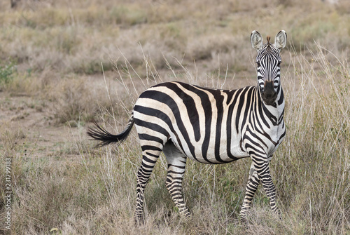 zebra in the grass