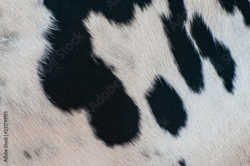 Bull skin pattern and backgrounds 