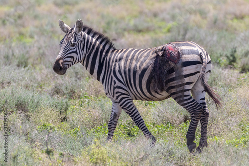 wounded zebra