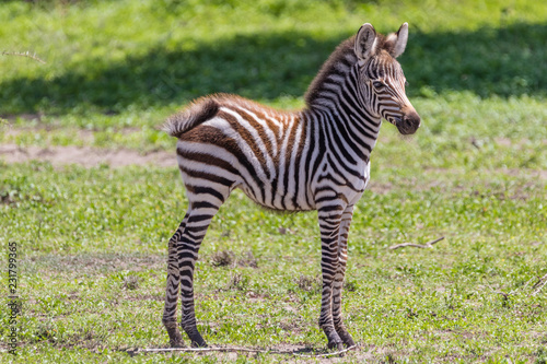 baby zebra