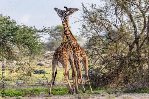 Photography giraffes in love