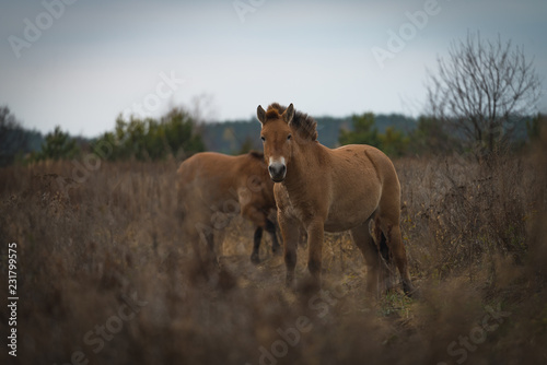 Chernobyl Lost Places