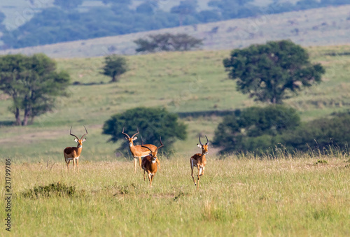 impalas in field