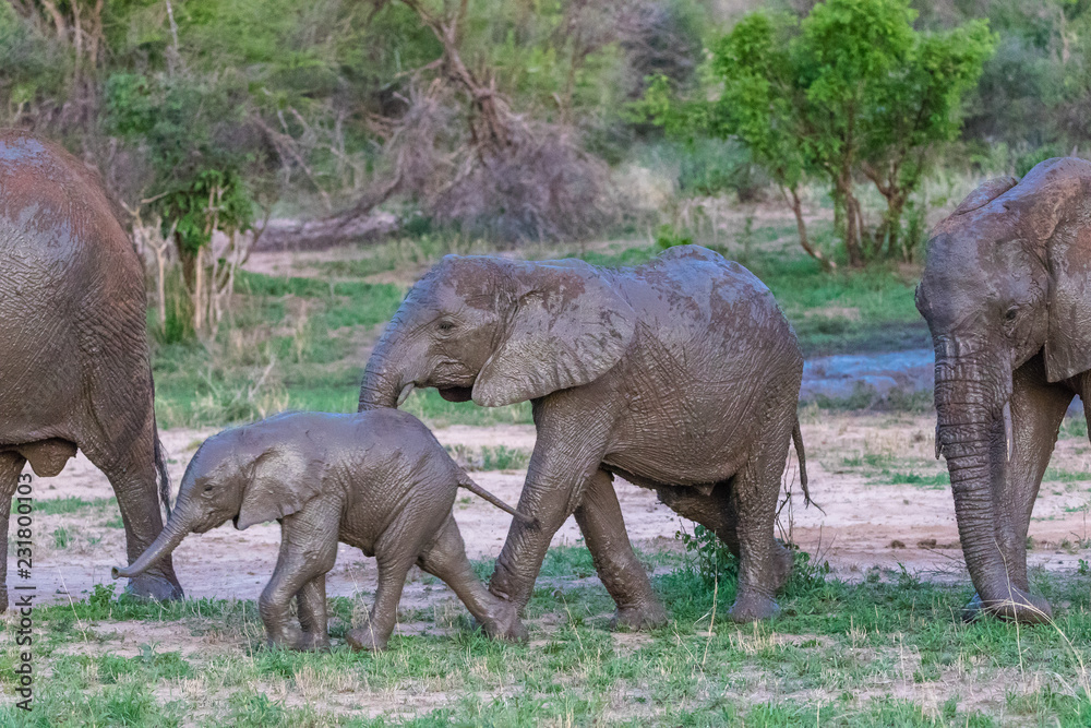 Fototapeta premium herd of elephants
