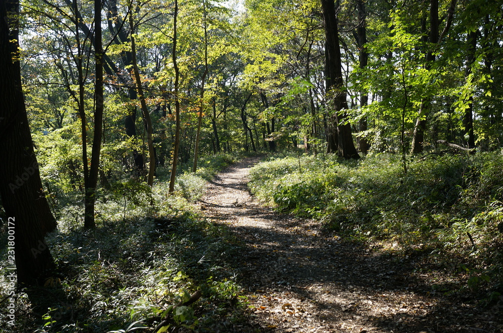 Obraz premium シングルトラック