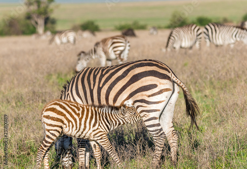 zebras in field