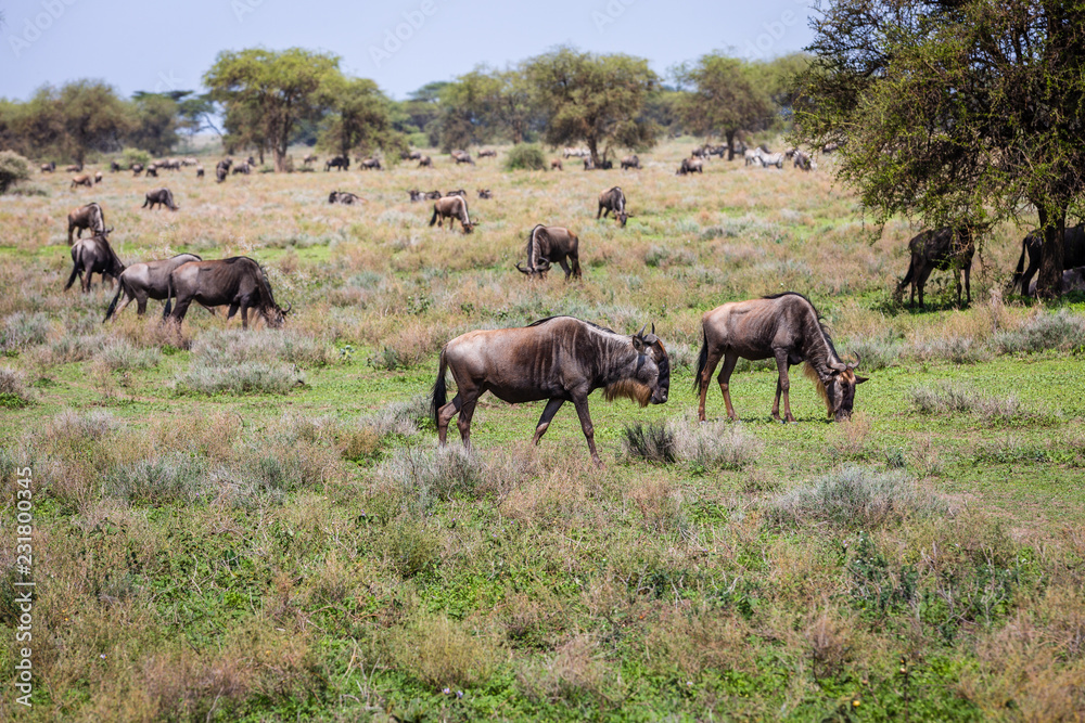 wildebeest grazing