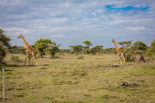 Photography giraffes in field