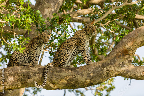 leopards in tree