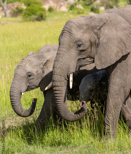 Photography mother and baby elephants