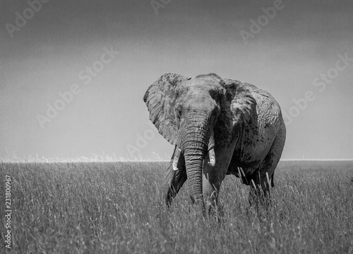 black and white elephant in Africa