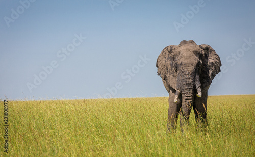 elephant in the savannah
