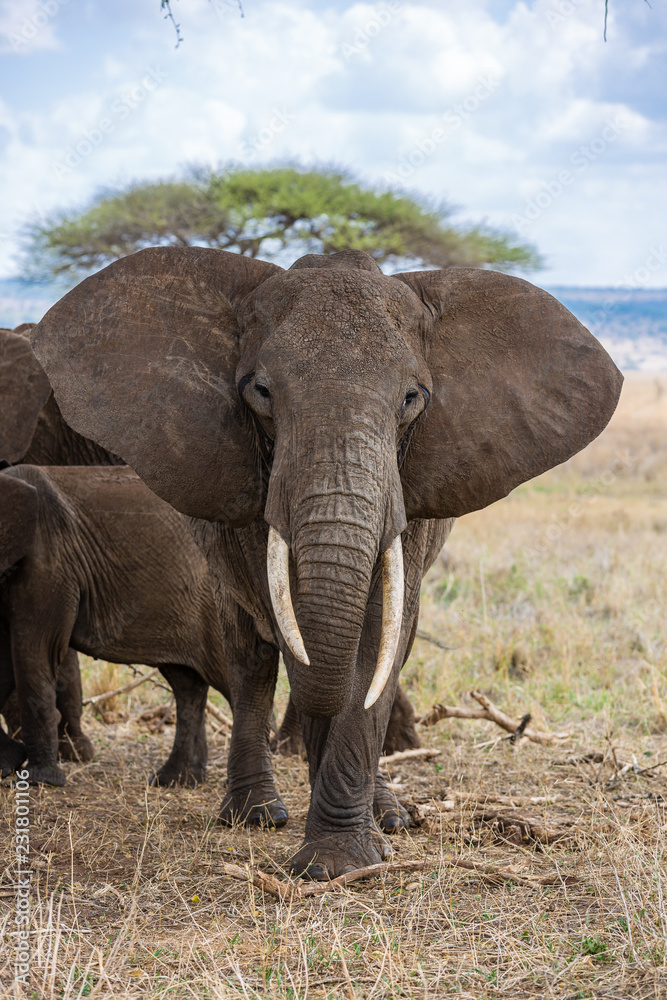 Fototapeta premium elephant in Africa