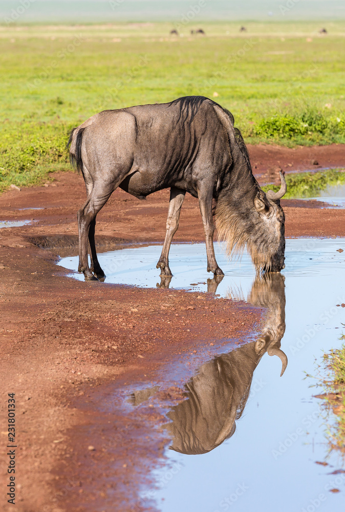 Fototapeta premium Wildebeest drinking water