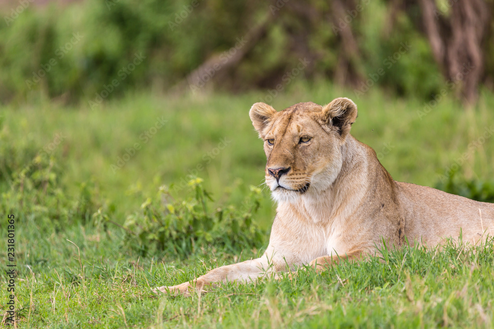Lion at rest Lion at rest