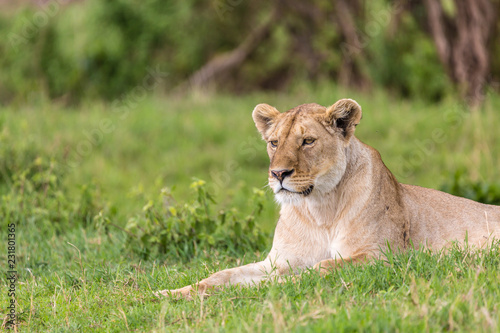 Lion at rest