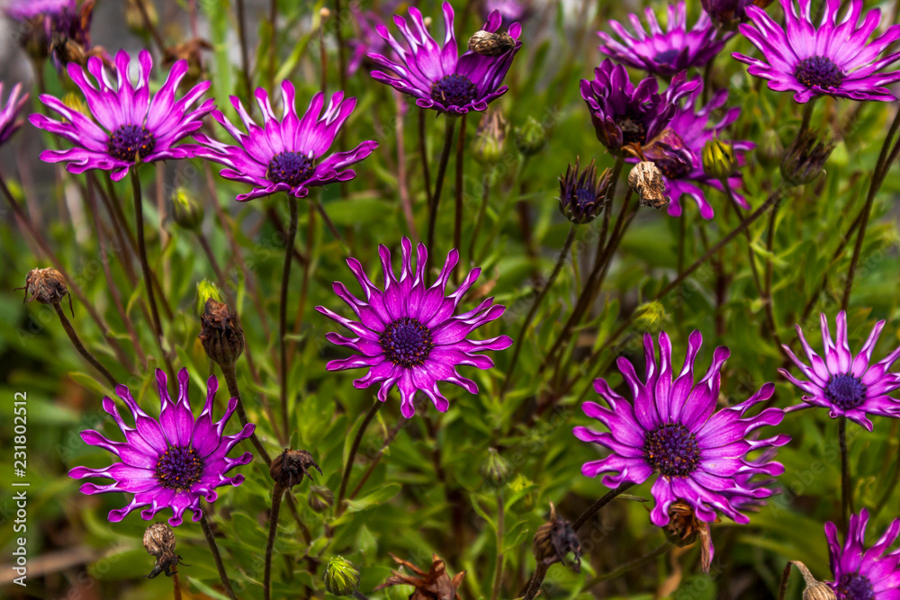 Obraz premium Flowers