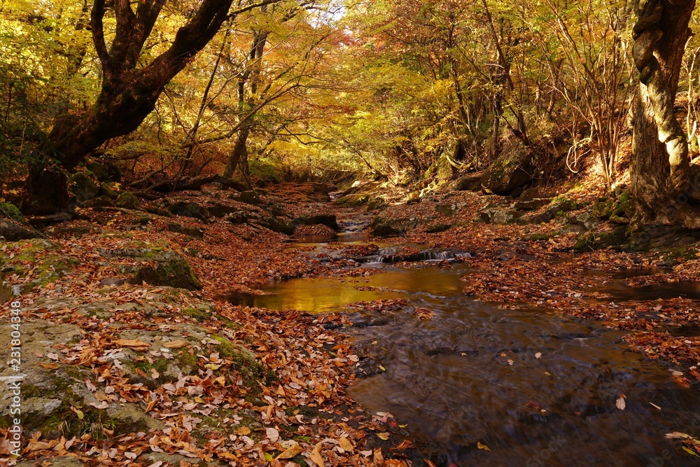 秋のマゼノ渓谷は黄金の世界