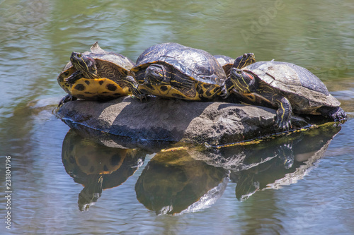 Four turtles on a rock in Prospect Park