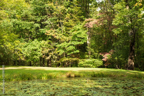 Fototapeta Naklejka Na Ścianę i Meble -  Pond overtaken by green lily pads, sunny day