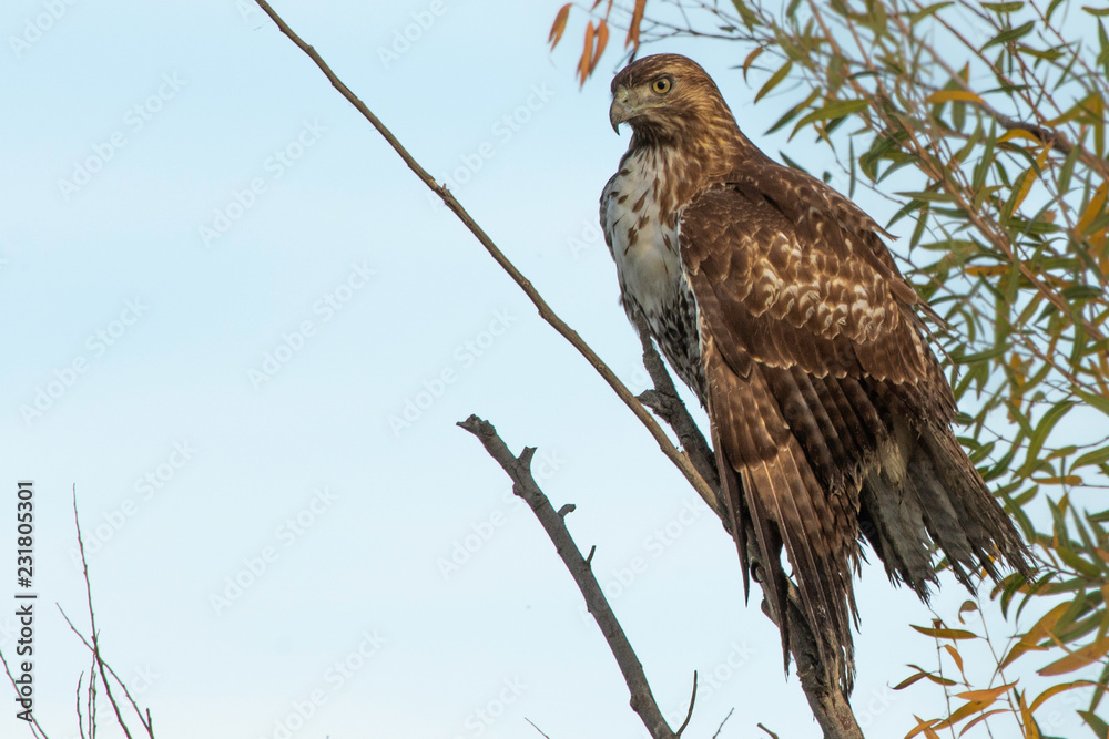 Watchful Molting Red-Tailed Hawk perched on diagonal branch Watchful Molting Red-Tailed Hawk perched on diagonal branch