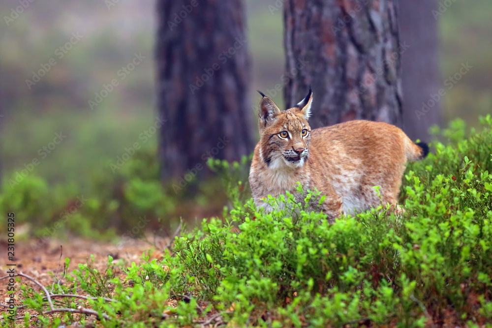 Fototapeta premium The Eurasian lynx (Lynx lynx), also known as the European lynx or Siberian lynx in autumn colors.