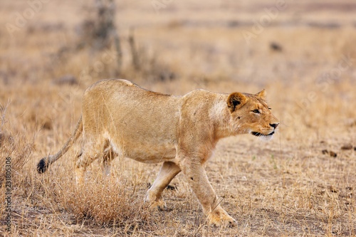 The Southern lion (Panthera leo melanochaita) also the East-Southern African lion or Eastern-Southern African lion or Panthera leo kruegeri. The adult lioness walking through the savannah. 