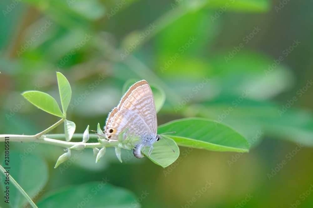Marco view of Lampides boeticus, the pea blue, long-tailed blue, a small beautiful butterfly with beautiful yellow flower Marco view of Lampides boeticus, the pea blue, long-tailed blue, a small beautiful butterfly with beautiful yellow flower