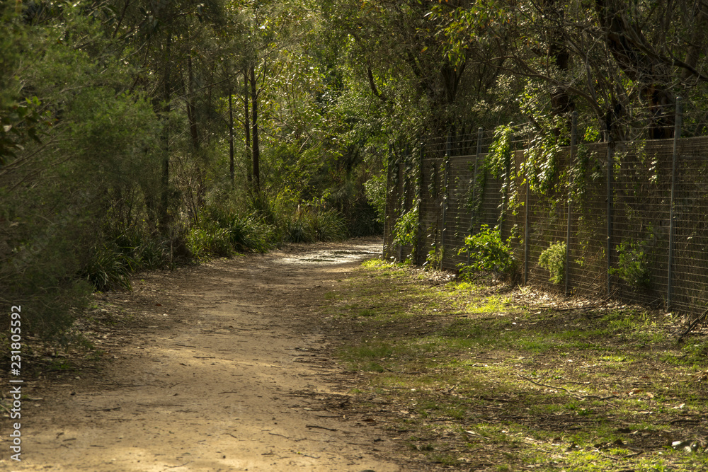 Fototapeta premium camino al bosque